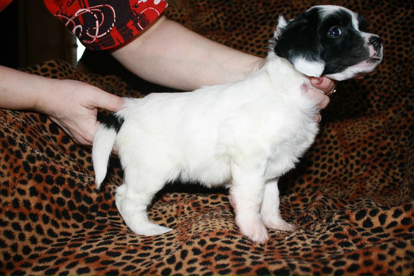 Дмитрий Липов | Зеленоград