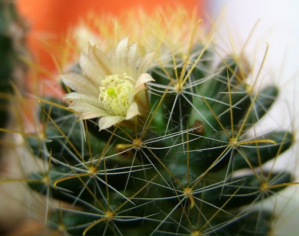 №11, Юліанна Гриць, 32 года, Буштына №11, Юліанна Гриць, 32 года, Буштына