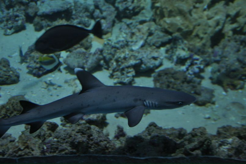 Сергей Коробаев | Королёв