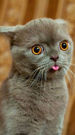 №95, Оксана Вегера-Бубало, Луцк №95, Оксана Вегера-Бубало, Луцк