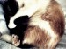 Cat Masya фотография #10