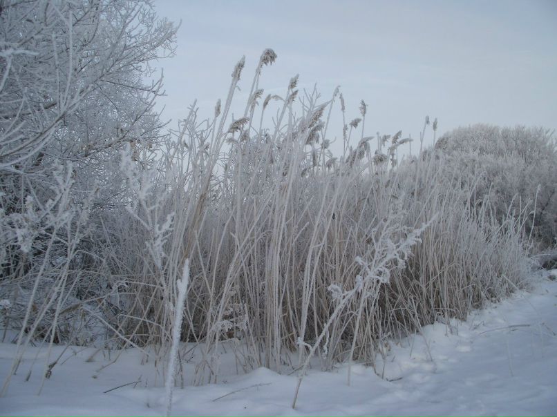 Венера Попова | Самара