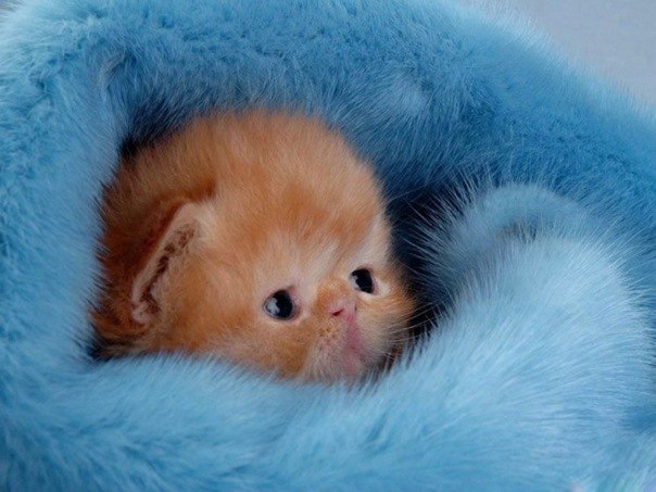 Світлана Лазарець | Сумы