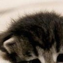 №47, Дмитрий Ожерельев, Борисоглебск №47, Дмитрий Ожерельев, Борисоглебск