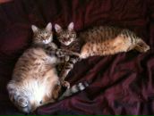 №2, Вадим Кассе, Москва, Россия