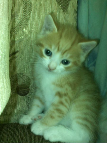 №4, Екатерина Лимонова №4, Екатерина Лимонова