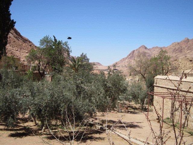 Юлия Гамаль | Taba