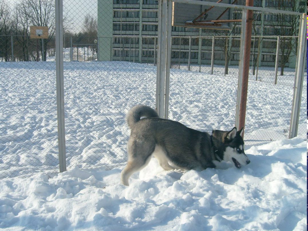 Александр Леоненко | Минск