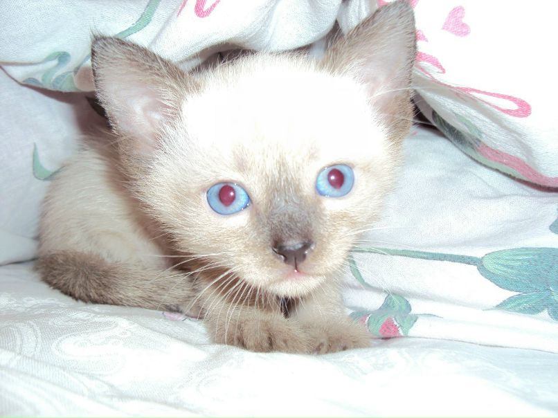 Светлана Светлова | Валдай