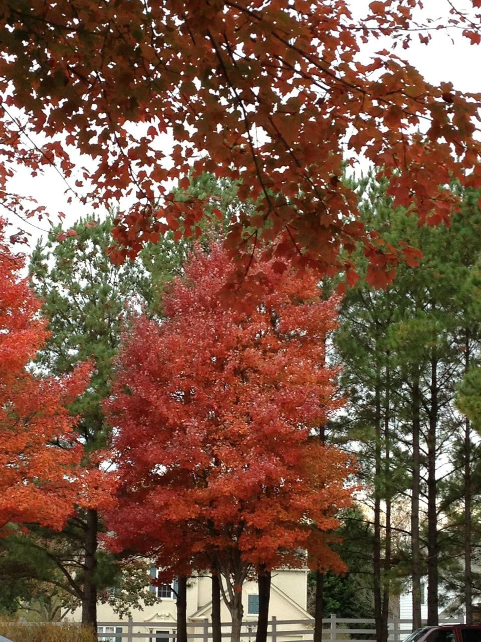 Анна Фурер | Хайфа