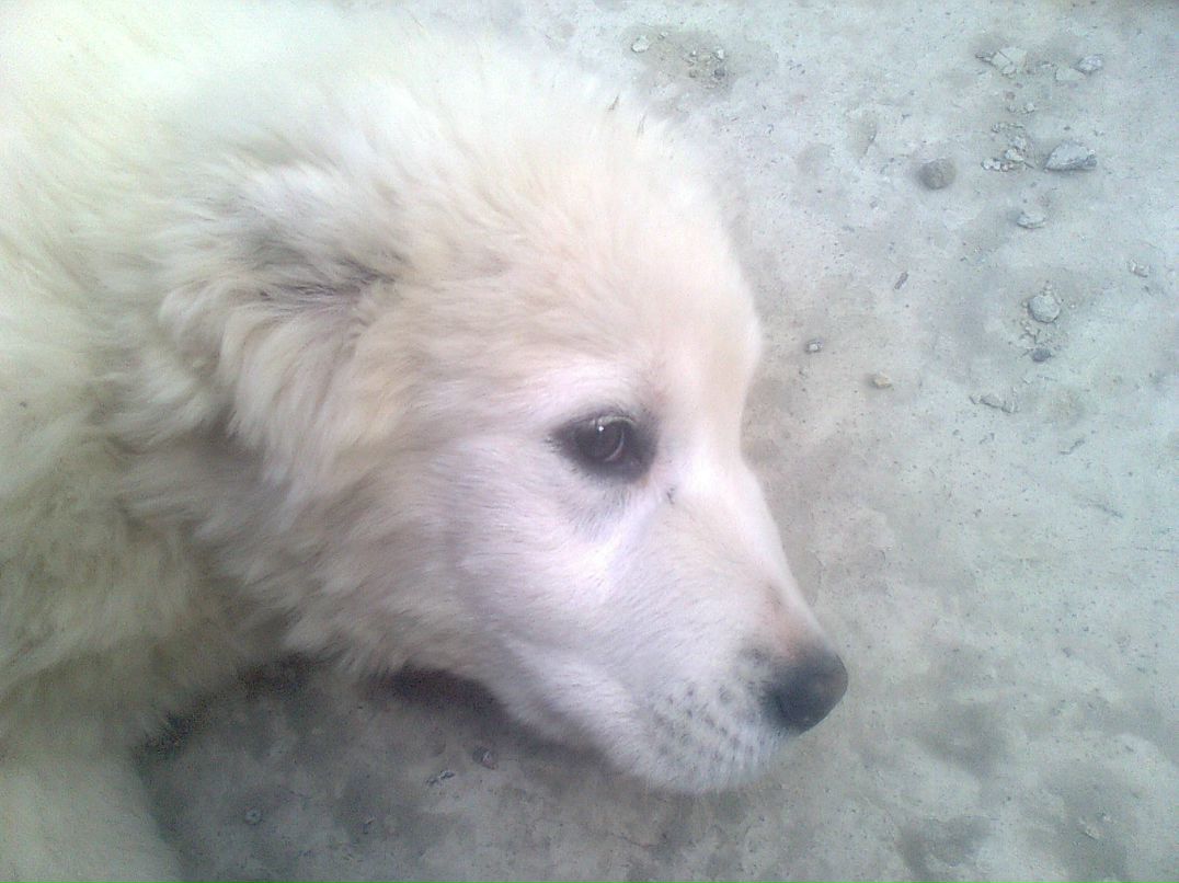 Олександр Черниш | Киев