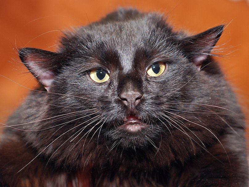 Ку Куй | Санкт-Петербург