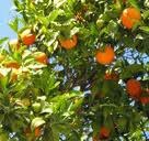 Алла Смолякова | Москва