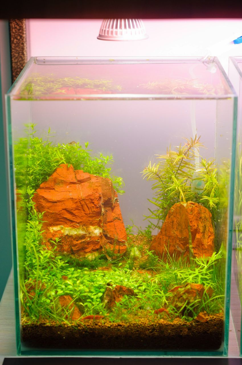 Алексей Бакин Лис | Москва