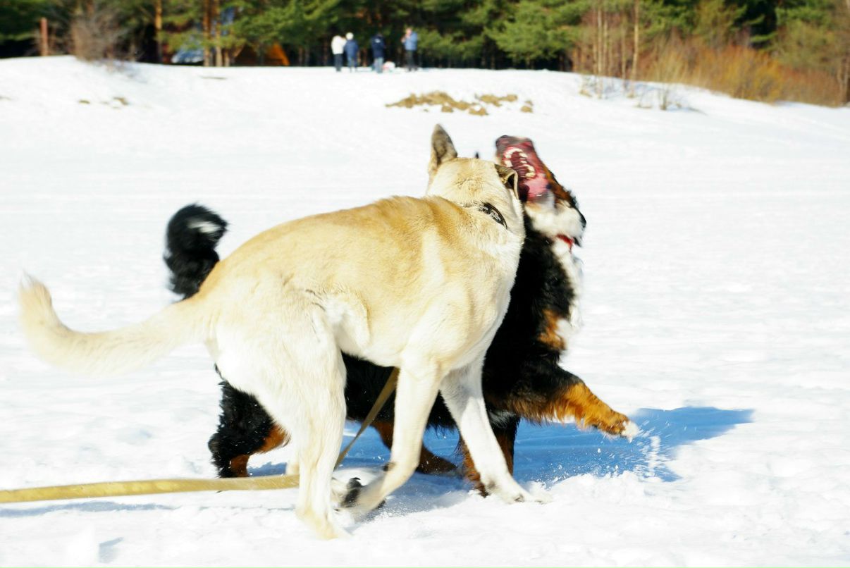Дмитрий Андреев | Череповец