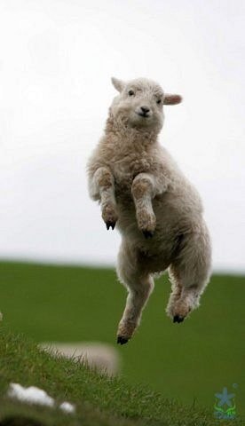 Кемран Шихрагимов | Сургут