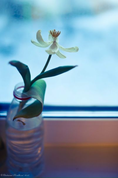 №102, Екатерина Королькова, 10.02.1984, Москва №102, Екатерина Королькова, 10.02.1984, Москва