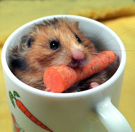 №1, Уля Васильева №1, Уля Васильева