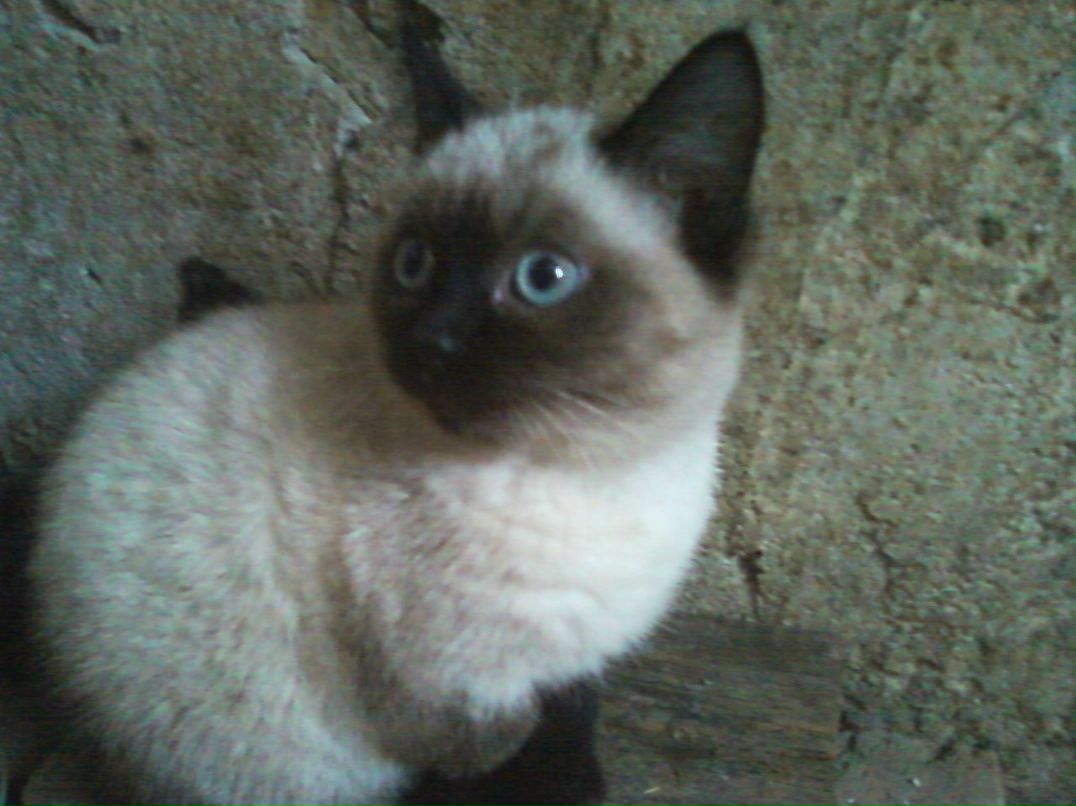 Владимир Иванов 6apc | Москва