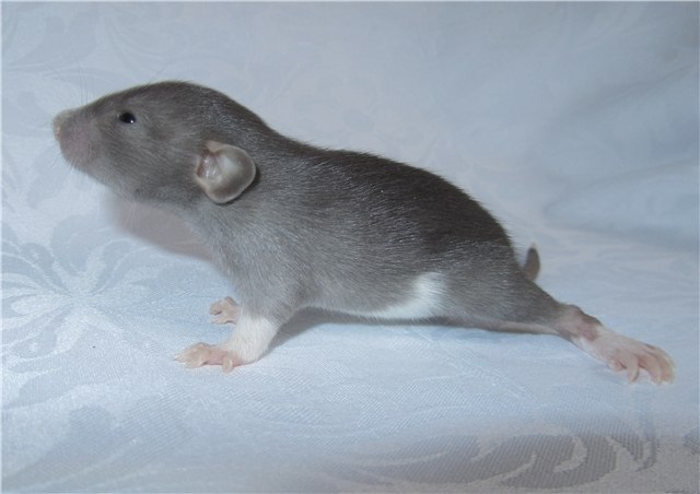 Людмила Бурова ♥ღஐღ♥ | Санкт-Петербург