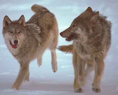 Мария Фуфаева | 