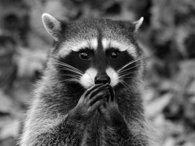 Вова Сайчук Енот-Потаскун | Киев