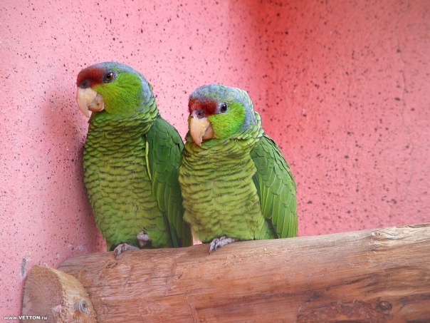 №10, Віталік Мешко, Турьи Реметы №10, Віталік Мешко, Турьи Реметы