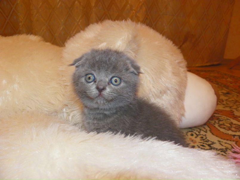 №36, Анюта Смирнова, Киев №36, Анюта Смирнова, Киев