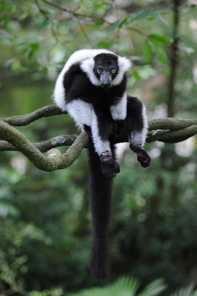 Артем Медведев | Adelaide