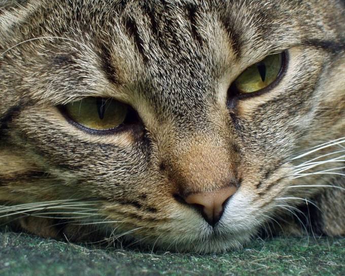 Жанна Малишко | 