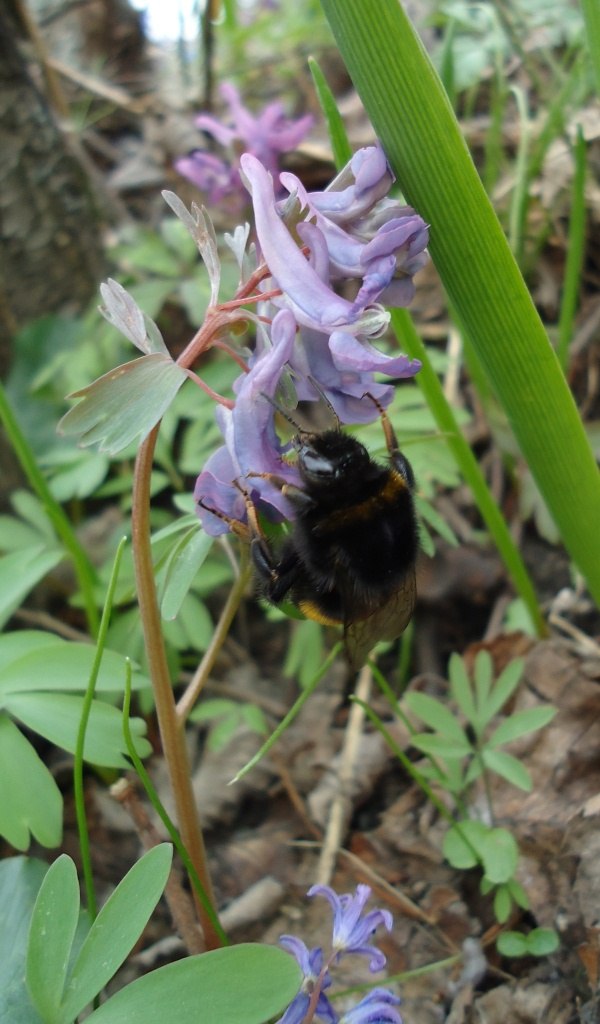 Володимир Рожелюк | Черкассы