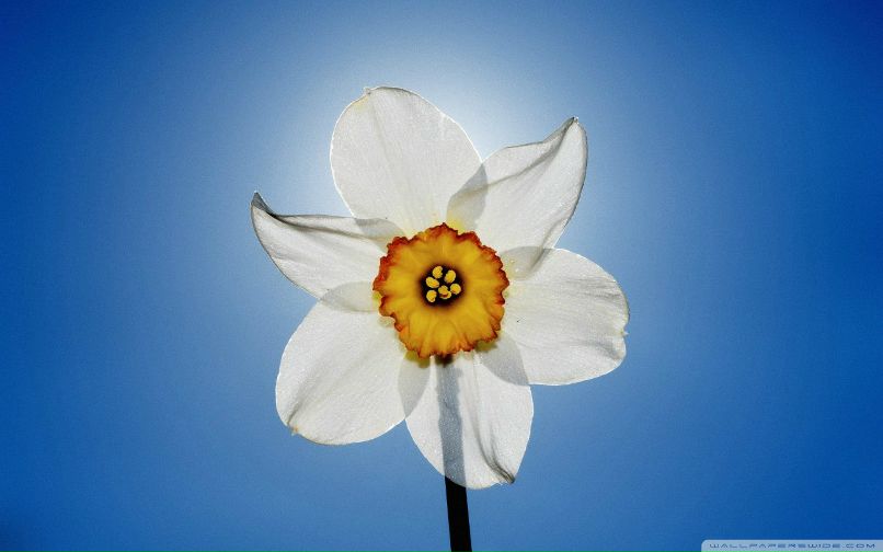 Вера Прохорова Рыжик | 