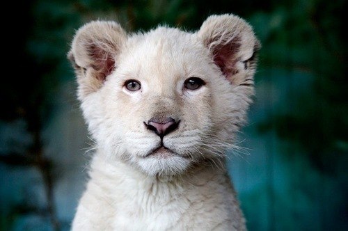 Вадим Киселёв 