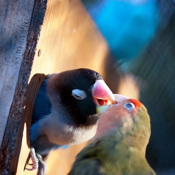 №42, Ренат Аитов, Казань №42, Ренат Аитов, Казань