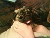 Лейсан Насырова | Карабаш (поселок)