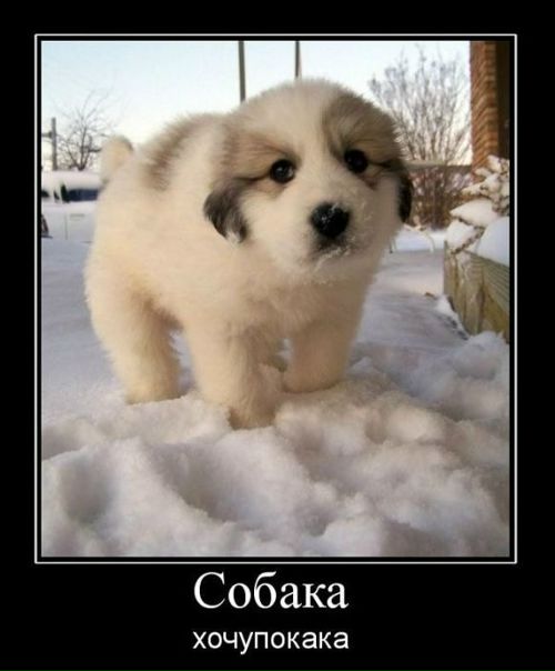 №117, Костик Кожушко, 39 лет, Киев №117, Костик Кожушко, 39 лет, Киев