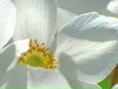 Светлана Черняева | Екатеринбург