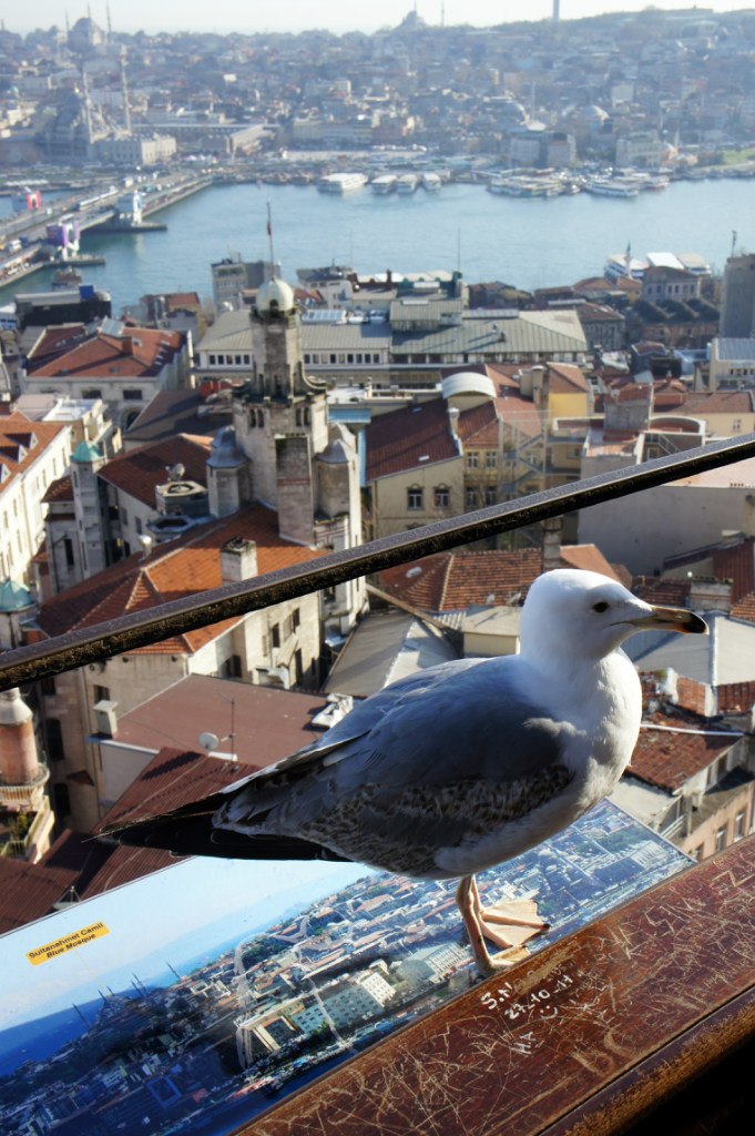 Роман Шипилов | Санкт-Петербург