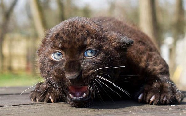 Юлечка Кокарева | Глазов