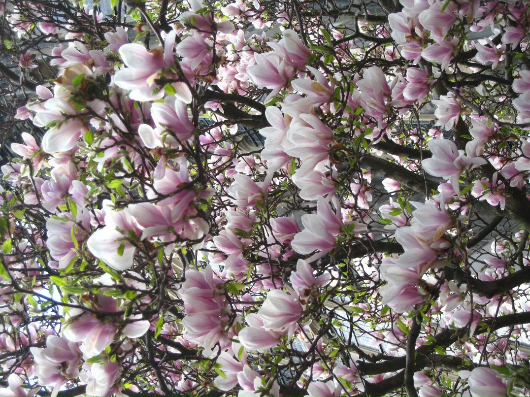 Elena Giménez | Köln