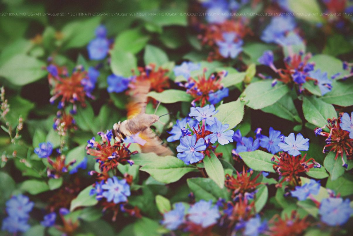 Ирина Ли | Ростов-на-Дону