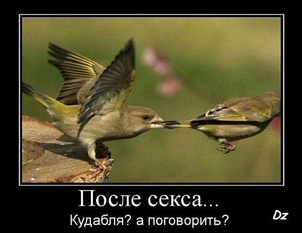 №102, Олеся Мещерякова, Санкт-Петербург №102, Олеся Мещерякова, Санкт-Петербург