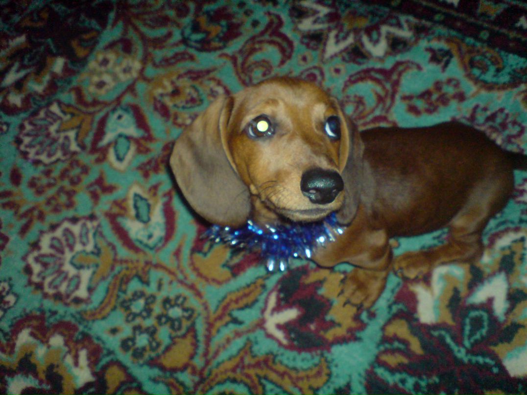 Кристина Аврорская | Новосибирск