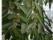 Лиза Некрасова | London