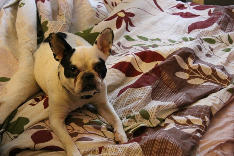 Никита Брага | Санкт-Петербург