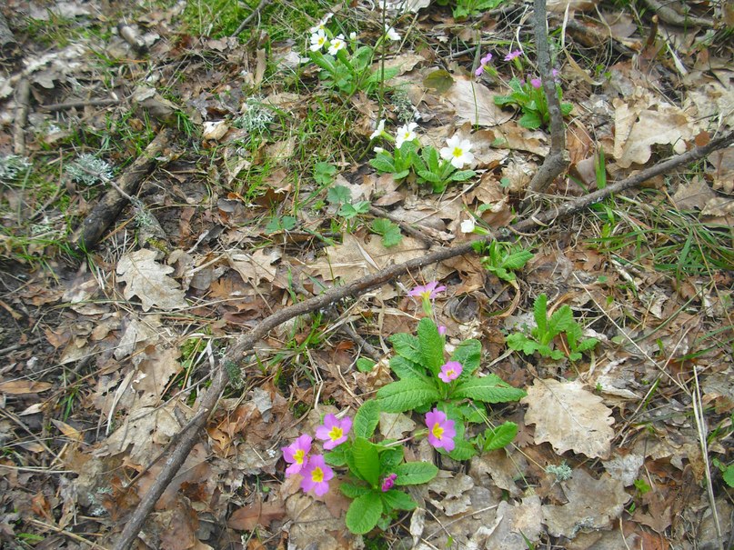 Роман Дашко __ÑøøÃ__ | Ялта