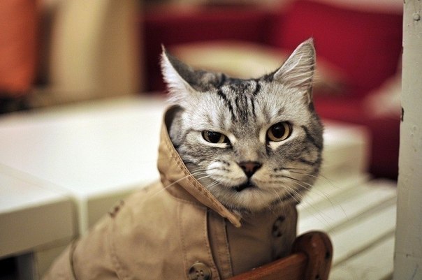 Костя Теслев | Воронеж