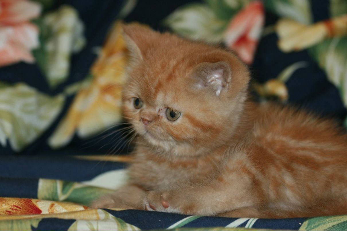 Елена Кузнецова | Санкт-Петербург