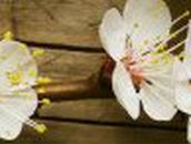 Светлана Дивная (Ямковая) | Одесса