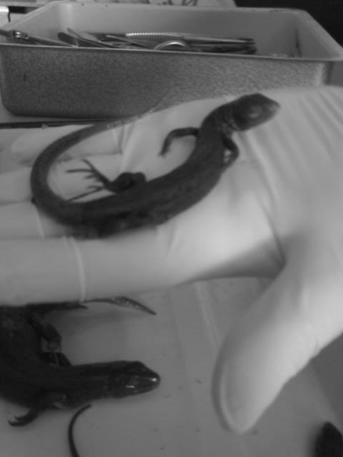 Лидия Ищенко Игоревна | Днепр (Днепропетровск)